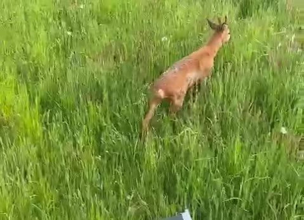 Le brocard de Lillois qui attaquait et blessait les riverains gambade en Ardenne