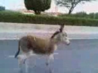 Copie de YouTube - Hmar Edoula police