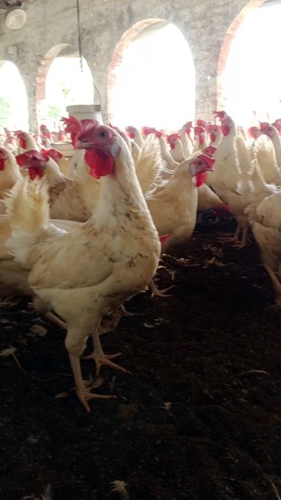 Poultry clips