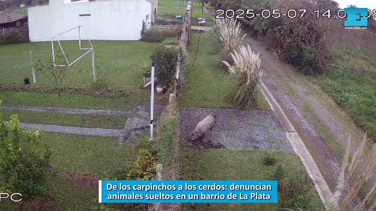 De los carpinchos a los cerdos: denuncian animales sueltos en un barrio de La Plata