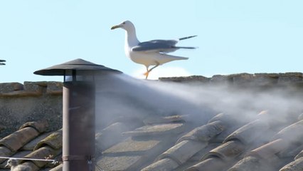 Cónclave 2025: Habemus Papa, sale humo blanco de la Capilla Sixtina