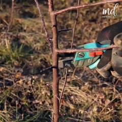 Fruit Tree Grafting