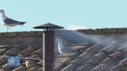 La REACCIÓN de la PLAZA de SAN PEDRO a la FUMATA BLANCA: se desató la LOCURA