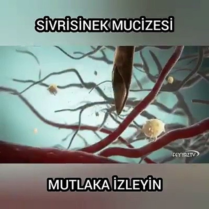 Sivrisinek Mucizesi mutlaka izleyin