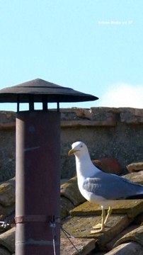 White Smoke Signals New Pope Has Been Elected in 2025 Papal Conclave