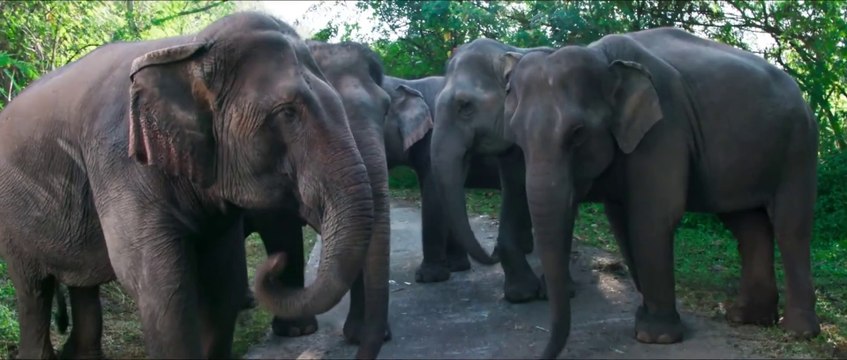 فيلم اكشن هندي الأدغال مترجم عربي جودة عالية