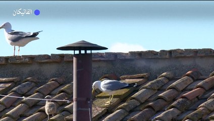 تصاعد الدخان الأبيض من الفاتيكان إيذانا بانتخاب بابا جديد