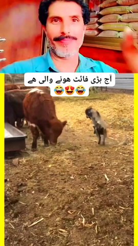 Cat 🐱 new videos