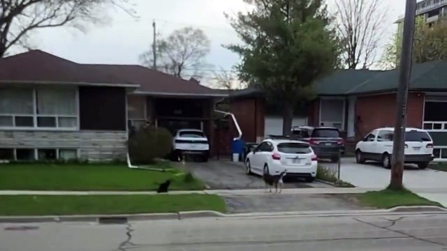 Chat VS Chien... trop drôle