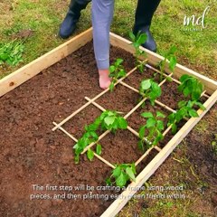 Creating a stunning garden bed for your green friends!