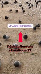Attaques inexpliquées… Conséquence du Réchauffement climatique ??