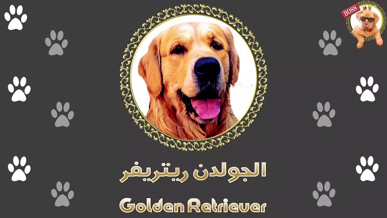 جولدن ريتريفر | Golden Retriever