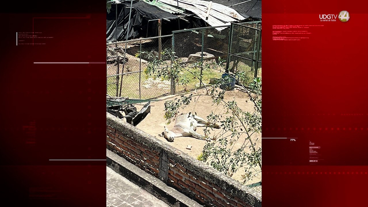 Vecinos de Villa Fantasía piden mejores condiciones para una cebra y otros animales