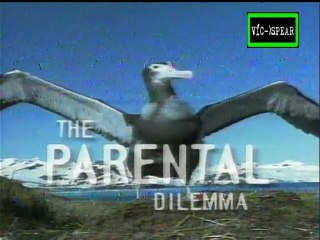 La Batalla de los Sexos en el Mundo Animal: el Dilema de la Paternidad - Documental (1999) - Español Latino - Episodio 4