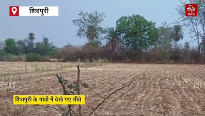 एमपी के खेतों की खाक छान रहे चीते, अच्छी लग रही आजादी, कूनो जाने का नहीं मन