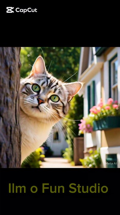 Cat 😺