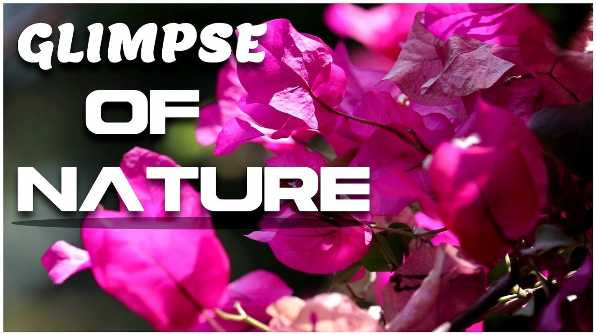 ⁣Glimpse Of Nature | Bird Chirping Sounds | Relaxing Music | Uplift Your Mood | Global Mantra