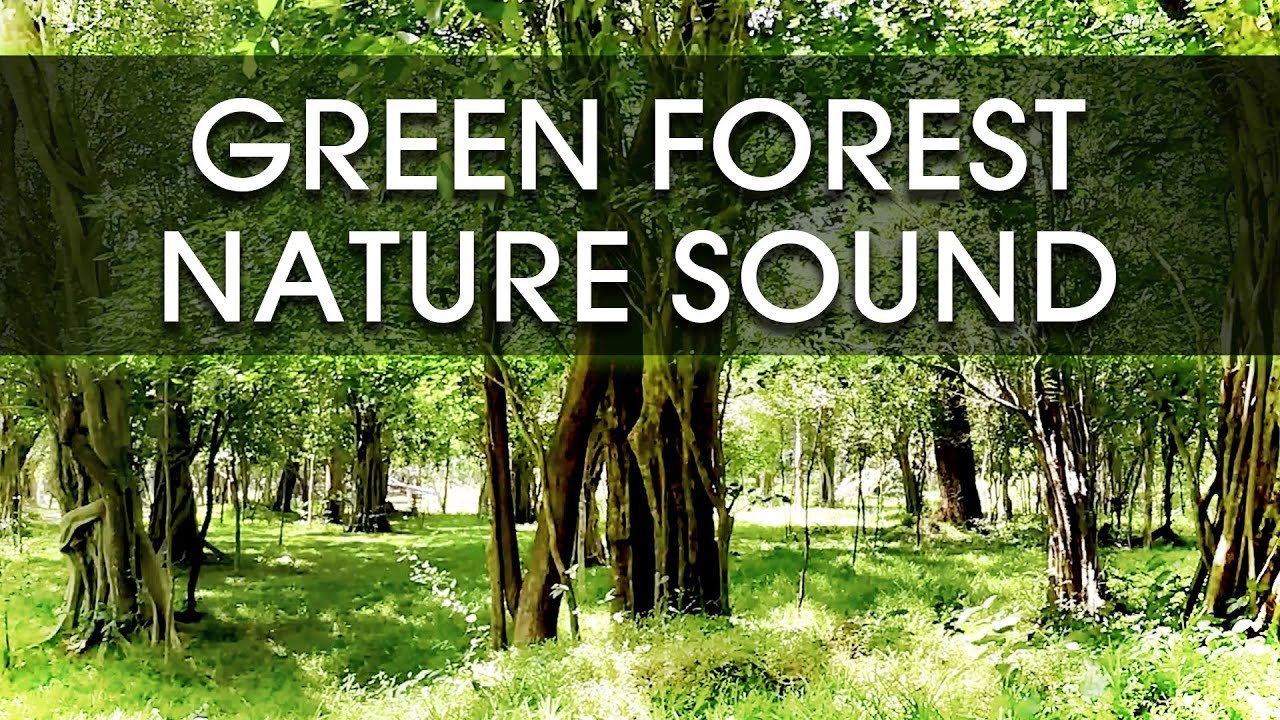 Green Forest with Nature Sounds | Bird Chirping | Crickets Sound | Calming, Relaxing, Sleeping Sound