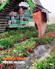 Automatic tomato picking machine in action! 🍅