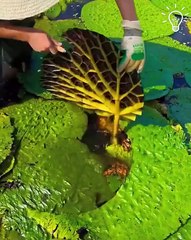 Combining farming & ASMR in one place!