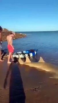 Un pește-fierăstrău frumos, dar periculos. De asemenea, este o specie pe cale de dispariție critică.