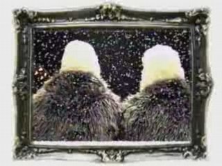 Oslo Swan - christmas time