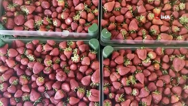 Emiralem’in mis kokulu çilek bahçelerinde hasat heyecanı