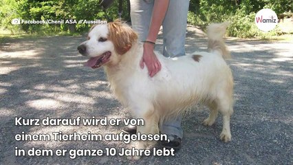 Frauchen trauert 11 Jahre um Hund: Ein Blick in Facebook und ihr Herz bleibt stehen