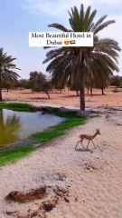 Inside Dubai's Most Beautiful Desert Resort! 🏜️✨ | Al Maha Luxury Experience