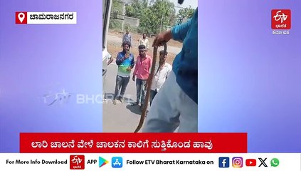 ಶಾಕಿಂಗ್ : ಲಾರಿ ಚಾಲನೆ ವೇಳೆ ಚಾಲಕನ ಕಾಲಿಗೆ ಸುತ್ತಿಕೊಂಡ ಹಾವು - ಸಮಯಪ್ರಜ್ಞೆಯಿಂದ ತಪ್ಪಿದ ಅನಾಹುತ