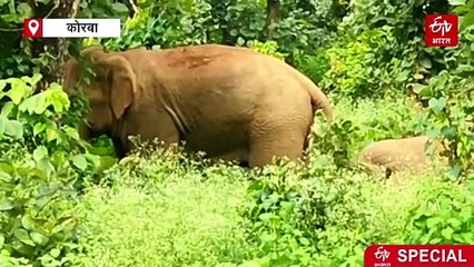 गजराज तलाश रहे नए रास्ते, क्योंकि उनके पुश्तैनी मार्ग में खड़ा हुआ विकास का मॉडल