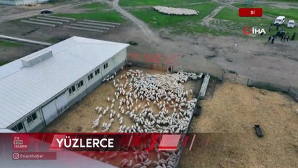 Sivas'ta yüzlerce kuzu annesiyle buluştu