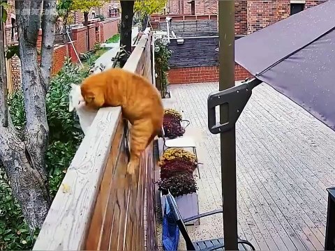 Get ready for an epic showdown between two feisty felines 😻cat fighting 😩 new viral funny video 😂📸#catfight #shorts #shortvideos #funnyvideos #viralshorts #viralvideos #comedy