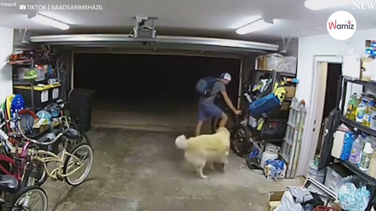 Dieb bricht in Garage ein: Die Reaktion des Golden Retrievers bringt ihn völlig aus dem Konzept (Video)