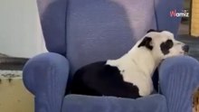 Suczka leży na ulubionym fotelu. Nie rozumie dlaczego rodzina wyrzuciła ją i mebel na śmietnik (video)