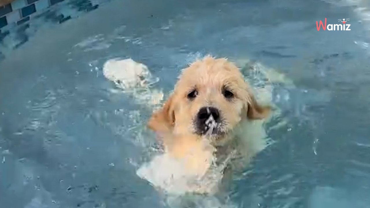 Zobacz, jak szczeniak golden retrievera uczy się pływać. Jego pierwsze kroki w wodzie cię rozczulą