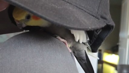 Bird chirps 'peekaboo' every time dad lifts the cap from it