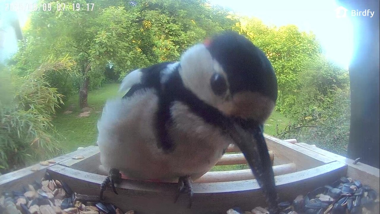 Birdfy Feeder Bamboo im Test