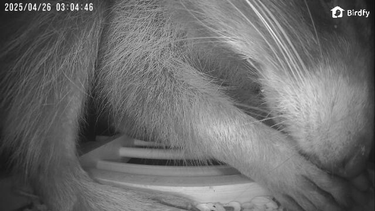 Birdfy Feeder Bamboo Waschbären-Besuch