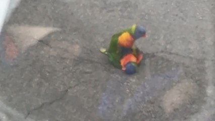 Parrot tries everything to wake its motionless partner lying on the road