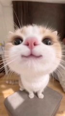 Cat being cute