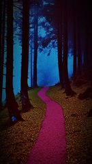 Backrooms Audio Series - Épisode 2 : La Forêt Perdue 🌲