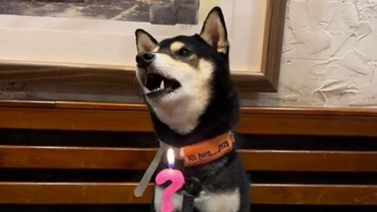 Welpe singt an seinem besonderen Tag „Happy Birthday“ mit