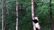 The daily life of pandas 🐼(83)   #Panda #Lovely