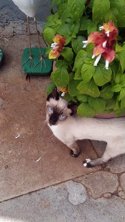 Gatinho Banzerao kkkk