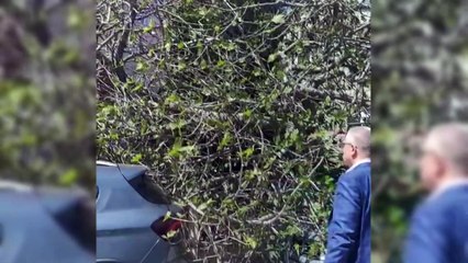 Sinop’ta kökten çöken ağaç, otomobile zarar verdi