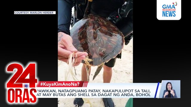 Pawikan, natagpuang patay, nakapulupot sa tali, at may butas ang shell sa dagat ng Anda, Bohol | 24 Oras