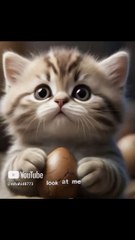 Sorry,Mommy😹! These kittens are too naughty #lipsync #cat #cute #kitten #catlovers