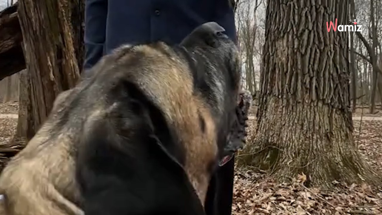 Ce chien a passé 7 ans en cage : deux influenceurs font 24H de route pour changer sa vie (vidéo)