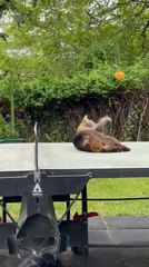 Tailless Cat Tries to Catch Table Tennis Ball While Owners Play